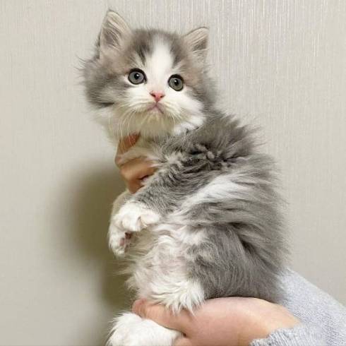 マンチカンの子猫