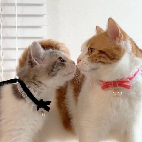 アイドルみたいな猫