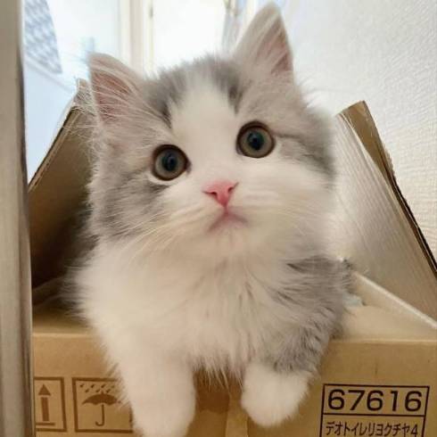 マンチカンの猫