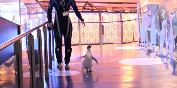 取材陣の前にくる赤ちゃんペンギン