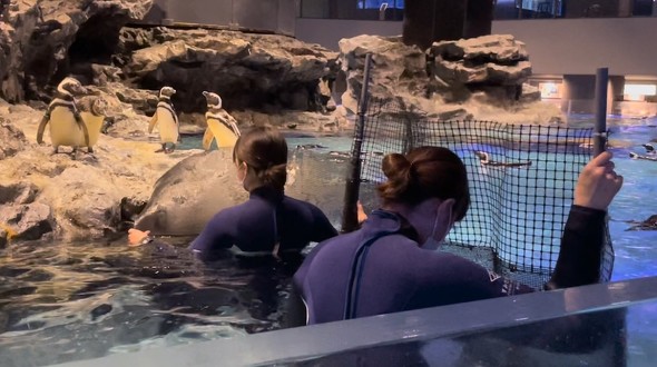 水槽にネットを設置