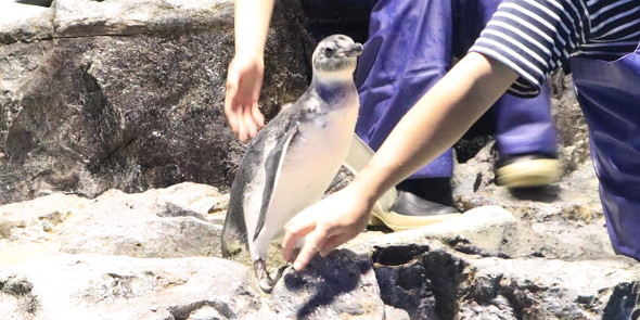 水槽に登場する赤ちゃんペンギン
