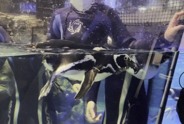 泳ぎ方を教えるお父さんペンギン