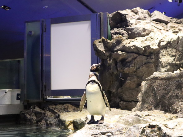 見守るお父さんペンギン