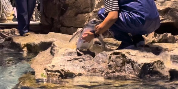 駄々をこねる赤ちゃんペンギン