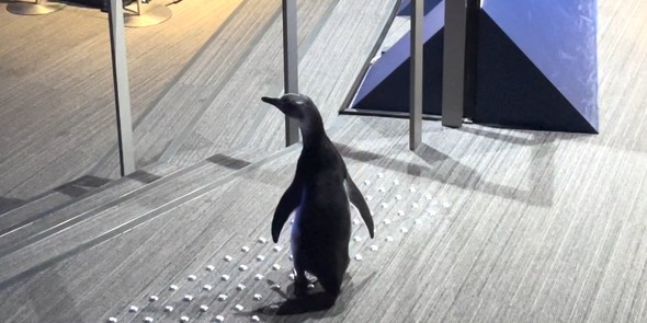 後ろを向く赤ちゃんペンギン