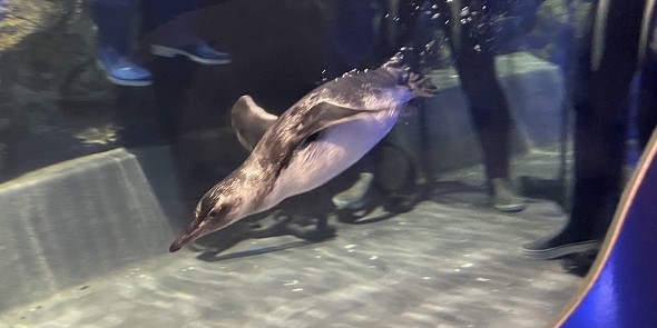 潜水する赤ちゃんペンギン