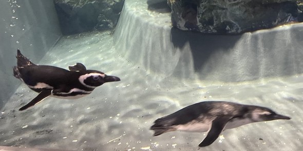 一緒に泳ぐ親子ペンギン