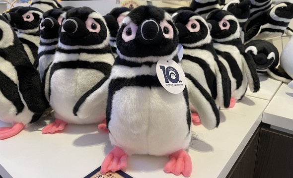 すみだ水族館で販売しているペンギンのぬいぐるみ