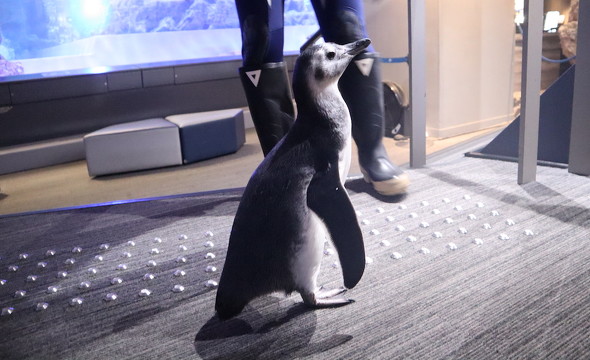 横を向く赤ちゃんペンギン