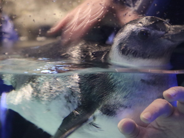 赤ちゃんペンギンのアップ