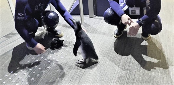 飼育スタッフさんたちと赤ちゃんペンギン
