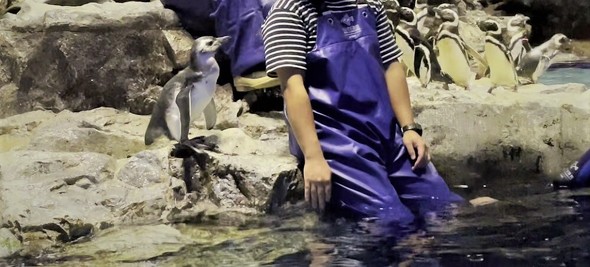 練習前の赤ちゃんペンギン