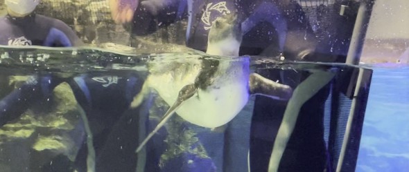 赤ちゃんペンギン