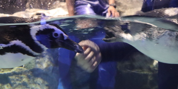 泳ぎ方を指導するお父さんペンギン