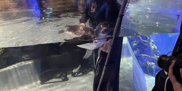 ネットに突進する赤ちゃんペンギン