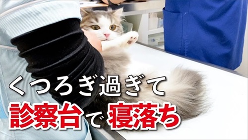 病院でリラックスする猫ちゃん