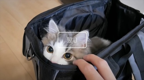 リュックに入る猫