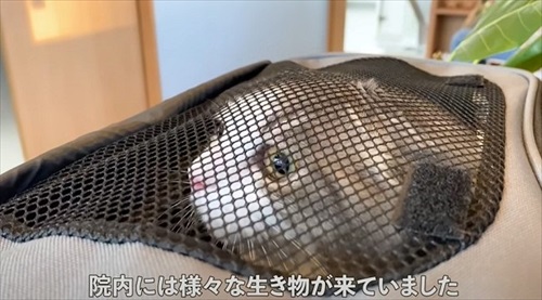 待合室で待機する猫