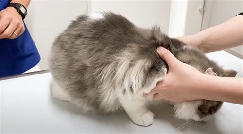 診察開始する猫