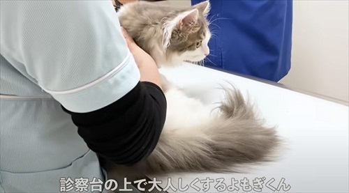 なでられる猫