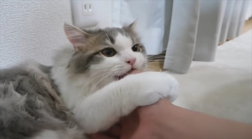 帰宅して飼い主と遊ぶ猫