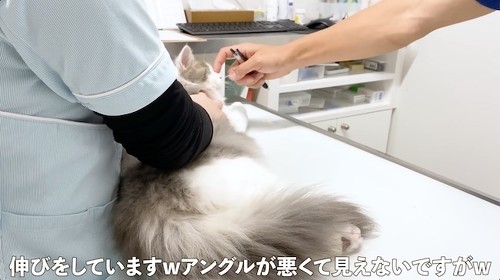起こされる猫