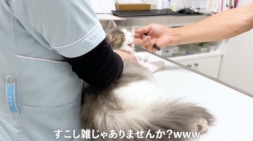 甘がみする猫