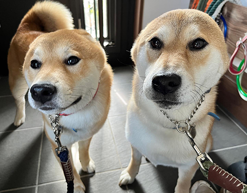 アザラシわんこ2匹