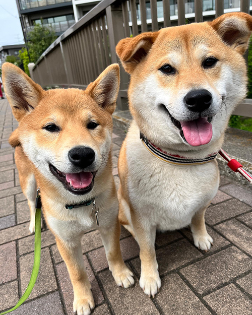 にっこりきょうだい