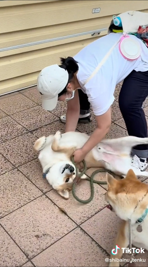 いやいやするてんくん