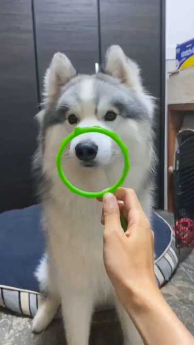 シベリアンハスキー 犬 NGシーン 輪っか スヌートチャレンジ