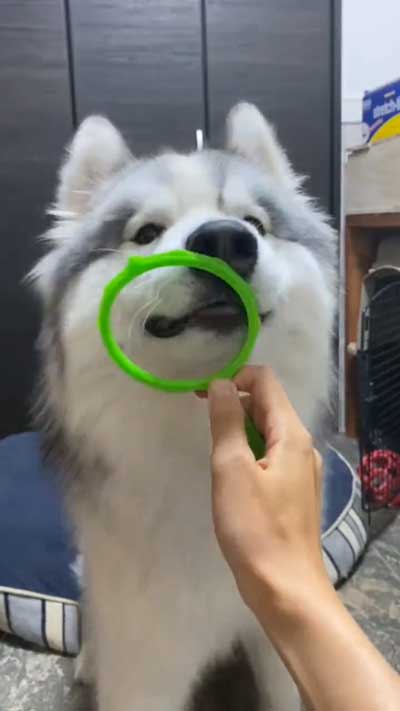 シベリアンハスキー 犬 NGシーン 輪っか スヌートチャレンジ