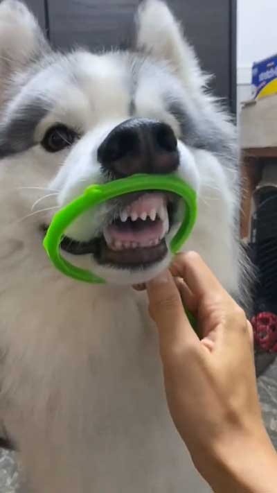 シベリアンハスキー 犬 NGシーン 輪っか スヌートチャレンジ