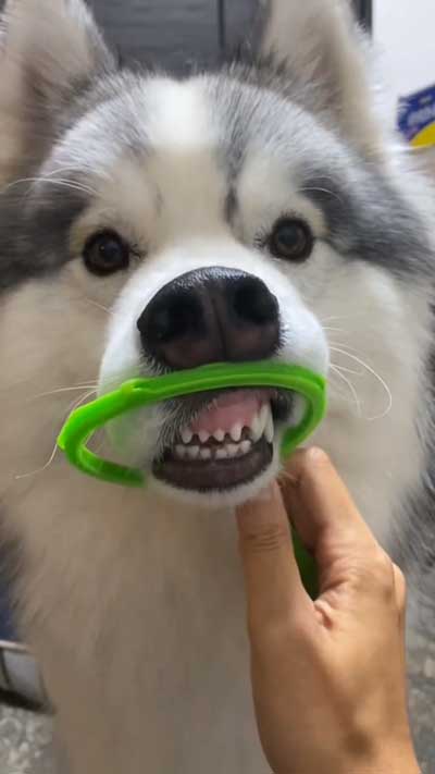 シベリアンハスキー 犬 NGシーン 輪っか スヌートチャレンジ