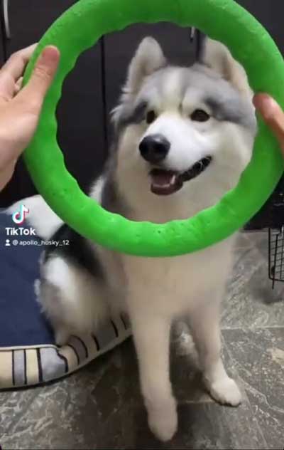 シベリアンハスキー 犬 NGシーン 輪っか スヌートチャレンジ