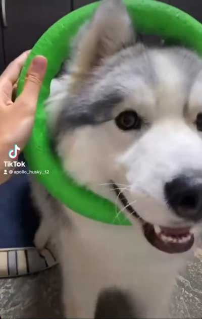 シベリアンハスキー 犬 NGシーン 輪っか スヌートチャレンジ