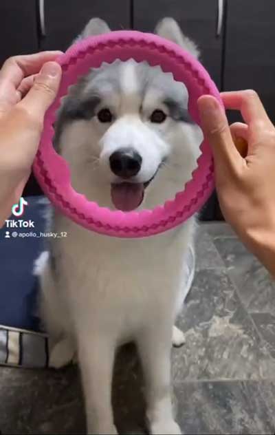 シベリアンハスキー 犬 NGシーン 輪っか スヌートチャレンジ