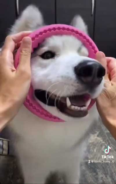 シベリアンハスキー 犬 NGシーン 輪っか スヌートチャレンジ