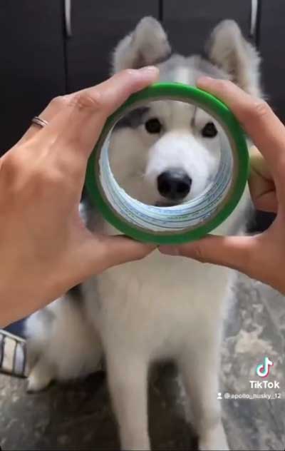 シベリアンハスキー 犬 NGシーン 輪っか スヌートチャレンジ