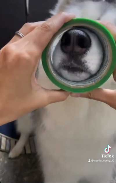 シベリアンハスキー 犬 NGシーン 輪っか スヌートチャレンジ