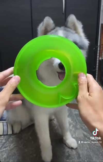 シベリアンハスキー 犬 NGシーン 輪っか スヌートチャレンジ