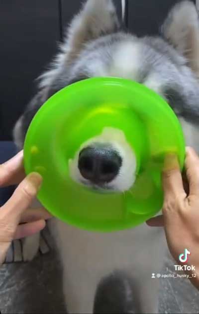 シベリアンハスキー 犬 NGシーン 輪っか スヌートチャレンジ