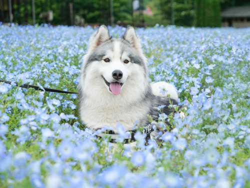シベリアンハスキー 犬 NGシーン 輪っか スヌートチャレンジ