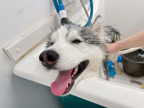 シベリアンハスキー 犬 NGシーン 輪っか スヌートチャレンジ