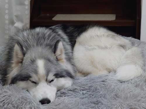 シベリアンハスキー 犬 NGシーン 輪っか スヌートチャレンジ