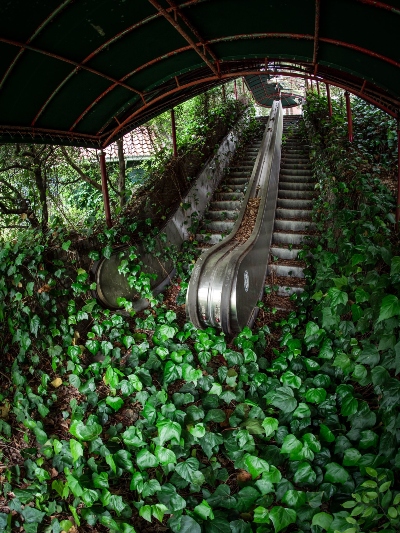 野生化したエスカレーター