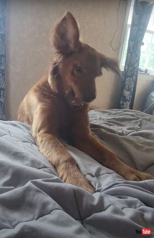 おやつをベッドに叩きつける犬