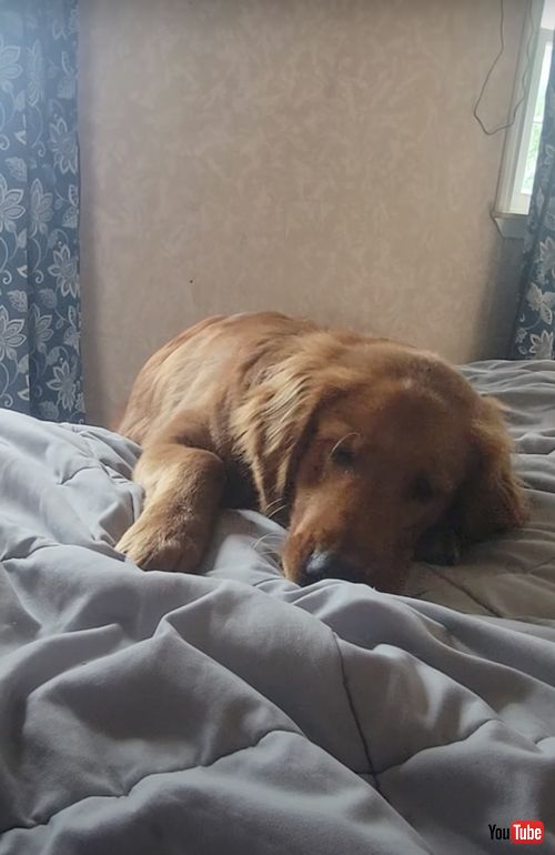 しゅんとする犬