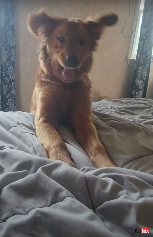 おやつに納得していない犬